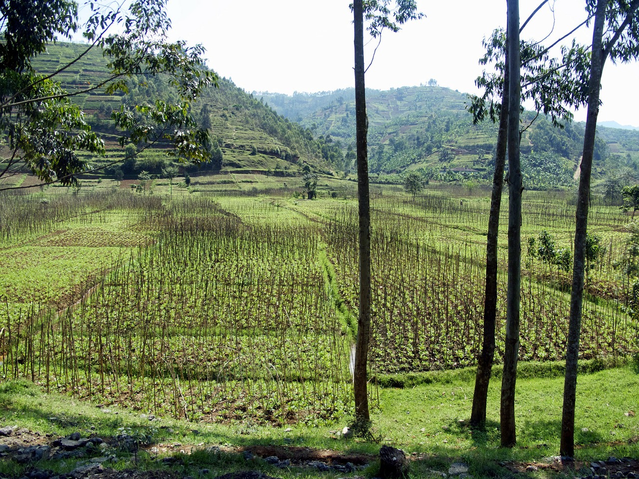 Rwandan Rice Fields